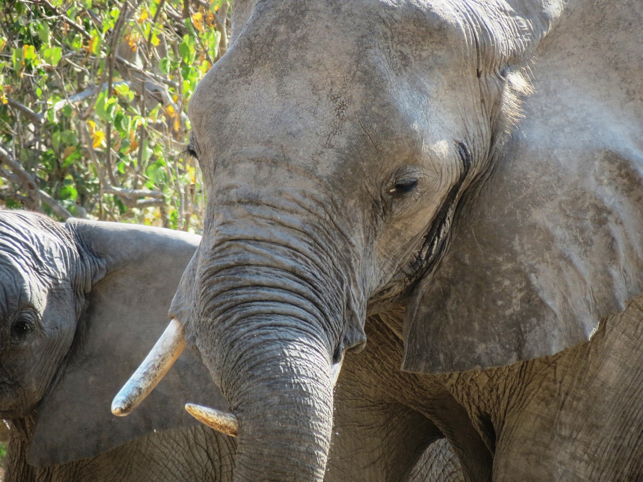 Image - elephants approach in south africa