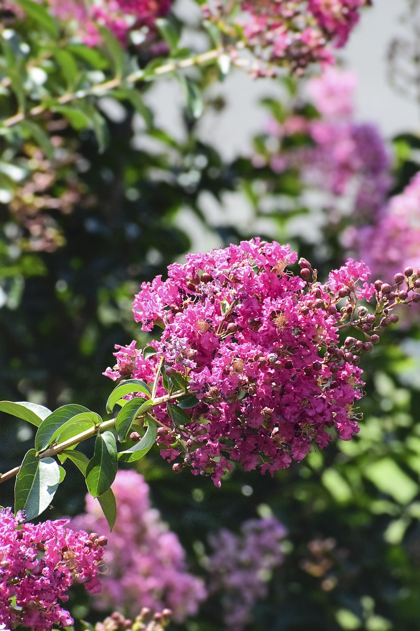 Image - crape myrtle flower myrtle blossom