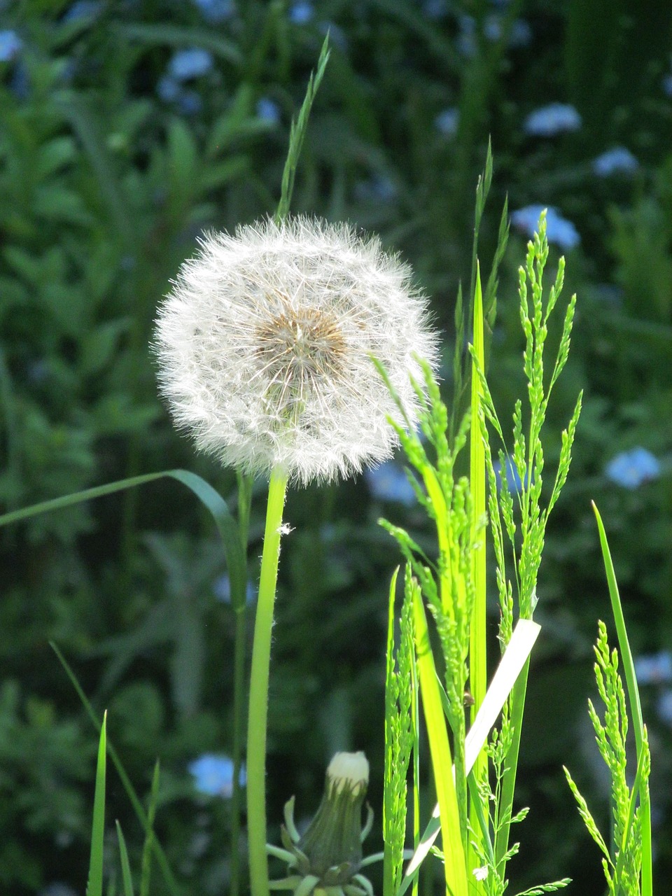 Image - dandelion n nature roadside