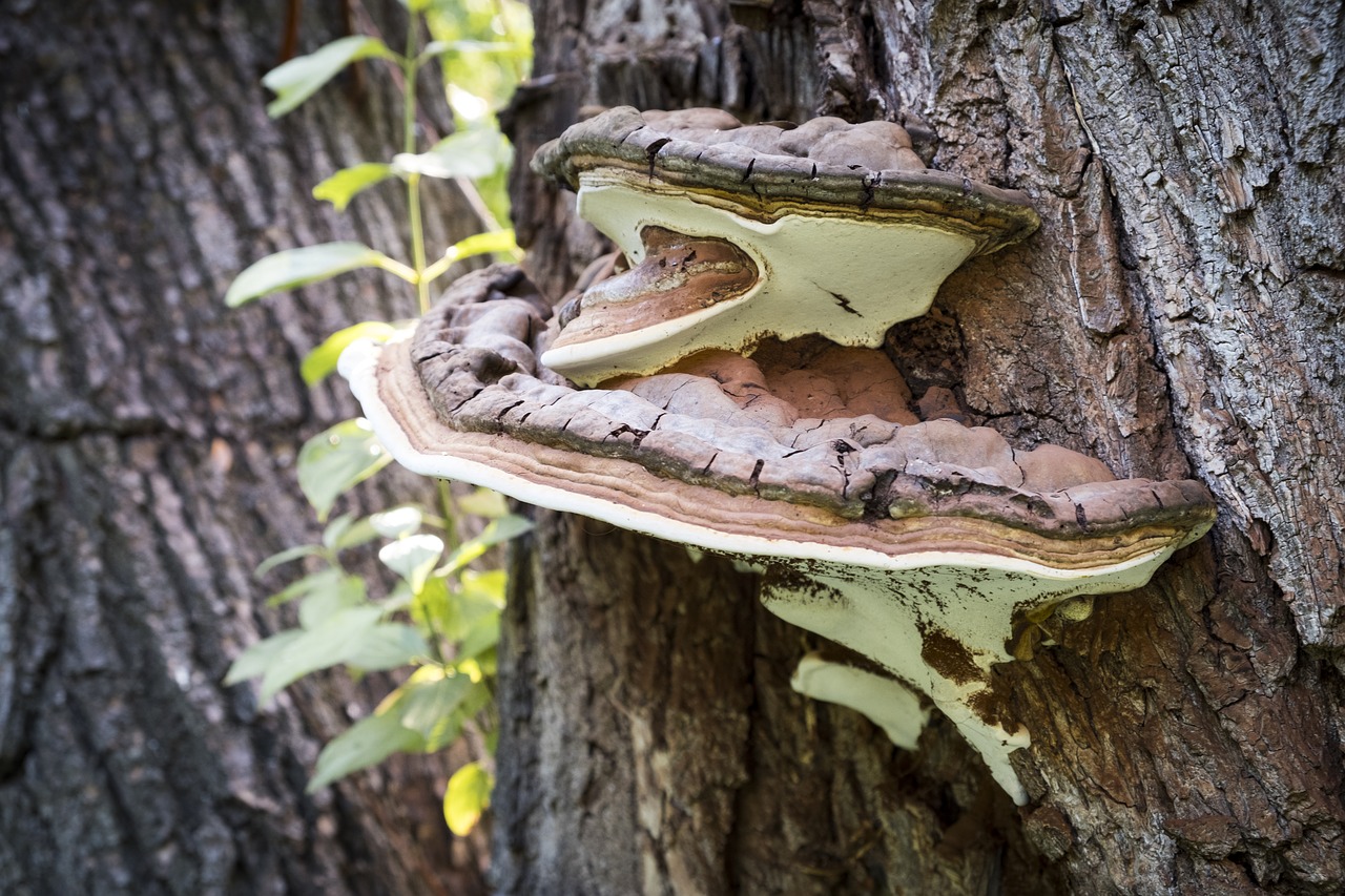 Image - tree mushroom tree fungus parasite