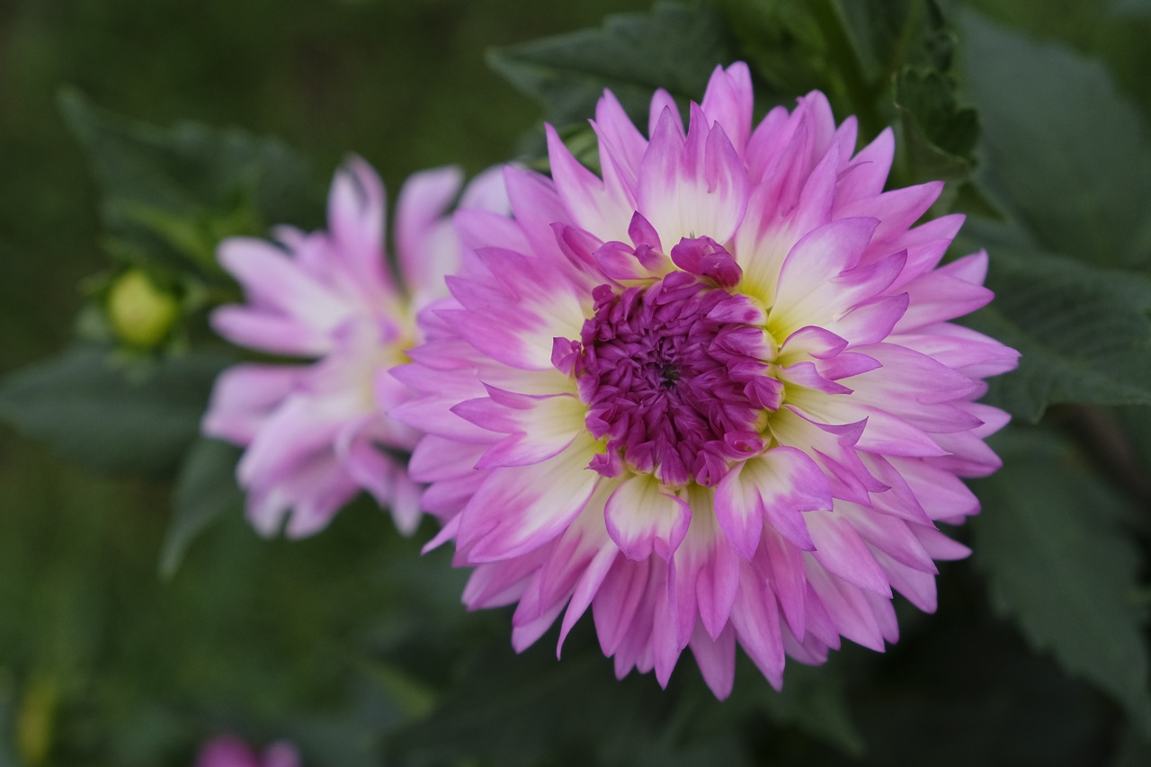 Image - flower blossom bloom dahlia nature