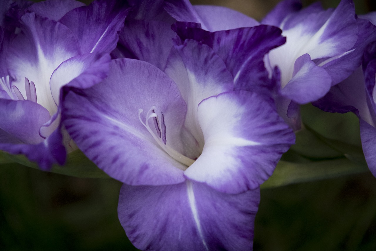 Image - flower blossom bloom gladiolus