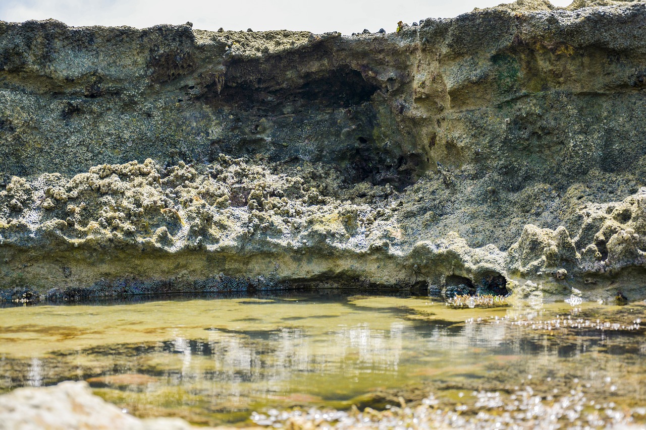 Image - coral reef beach rock