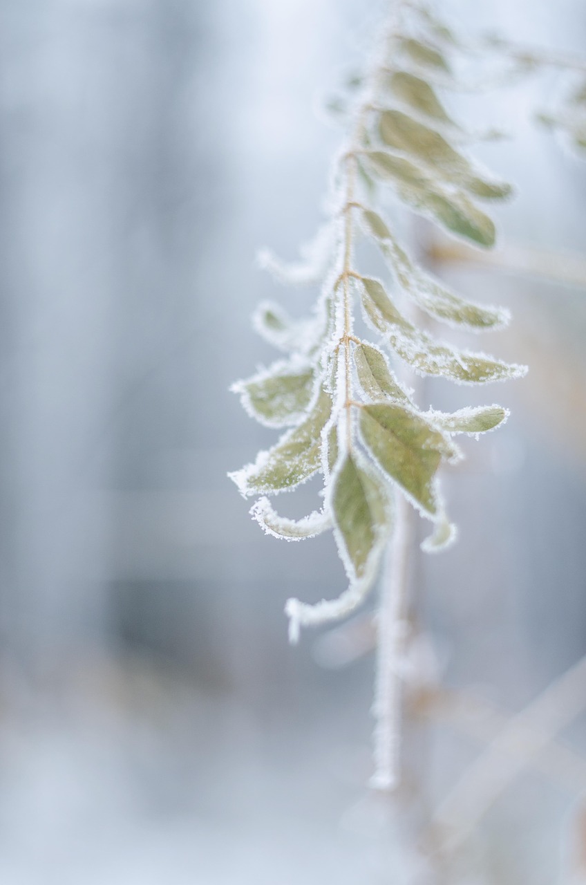 Image - leann cold leaves branch winter