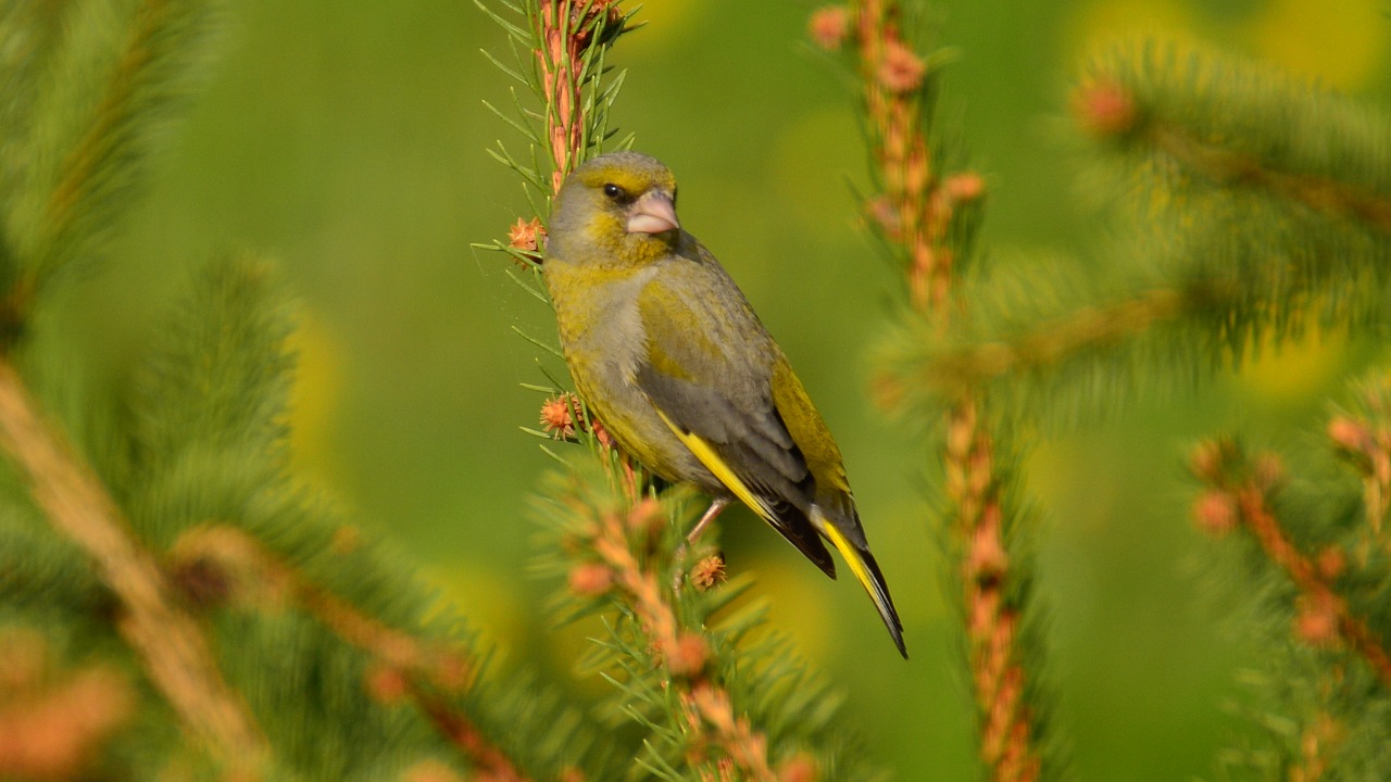 Image - bird spruce poland