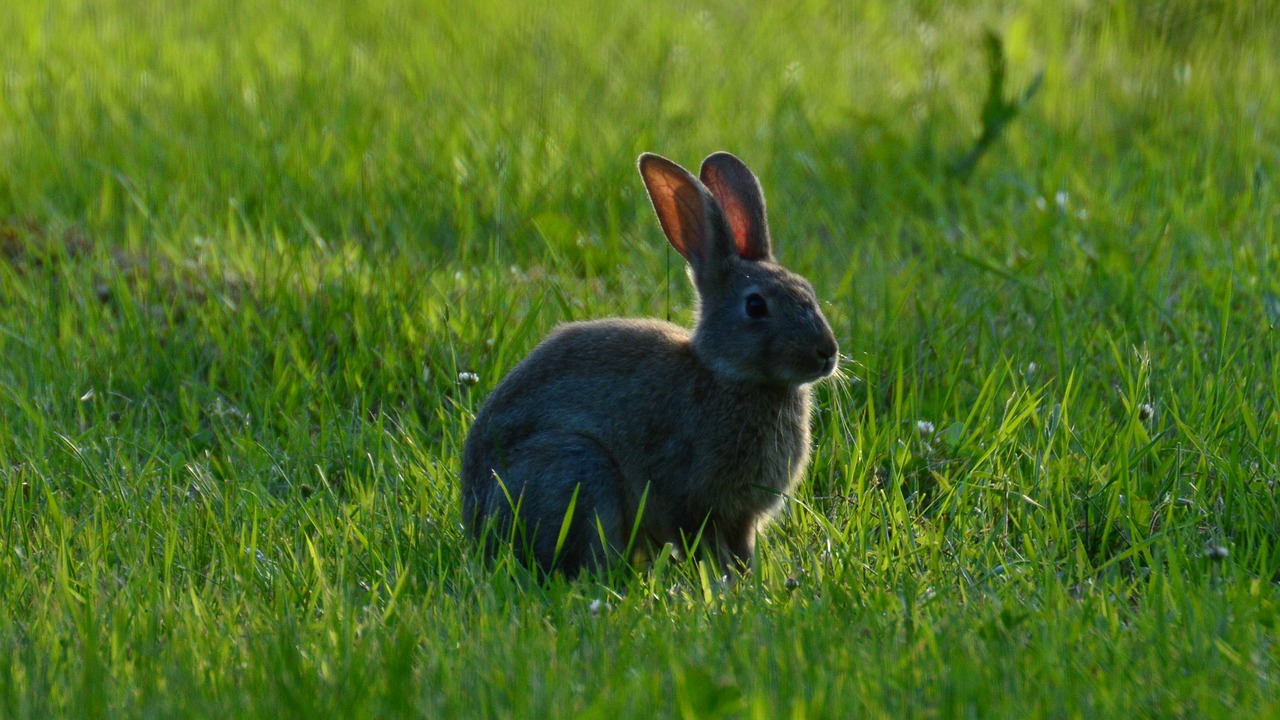 Image - rabbit wild grass