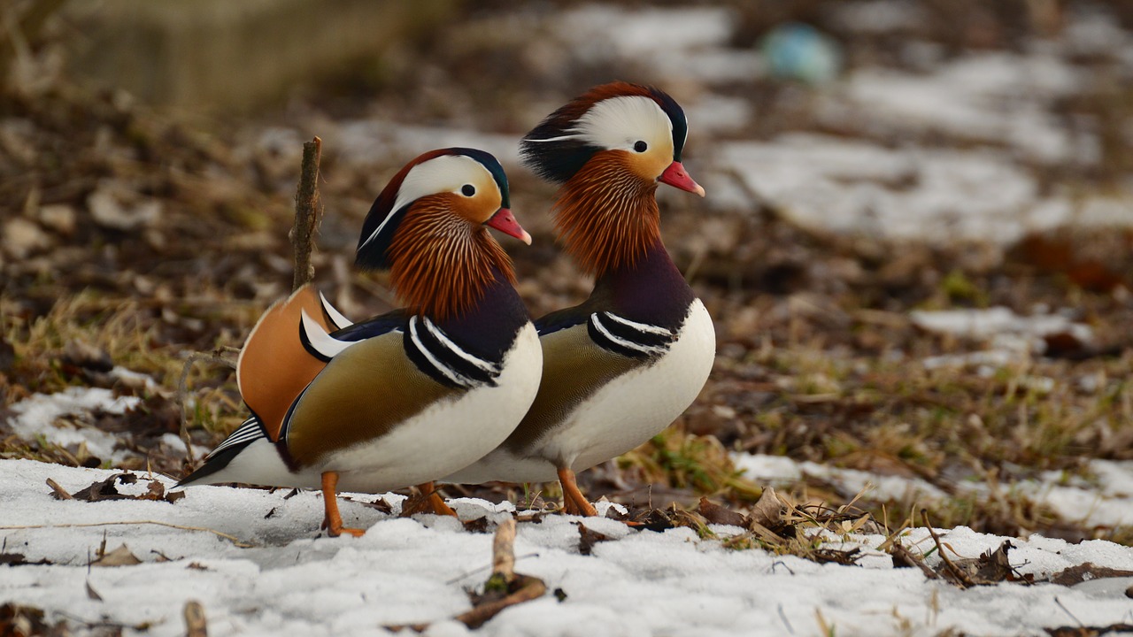 Image - mandarins snow beach