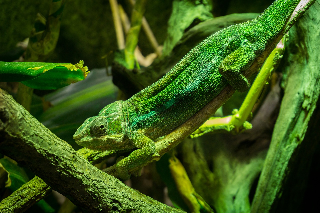 Image - lizard green gecko green gecko