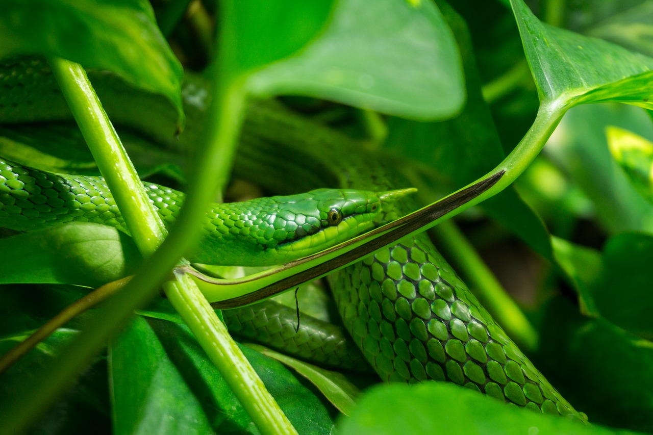 Image - snake leaves green zoo tree