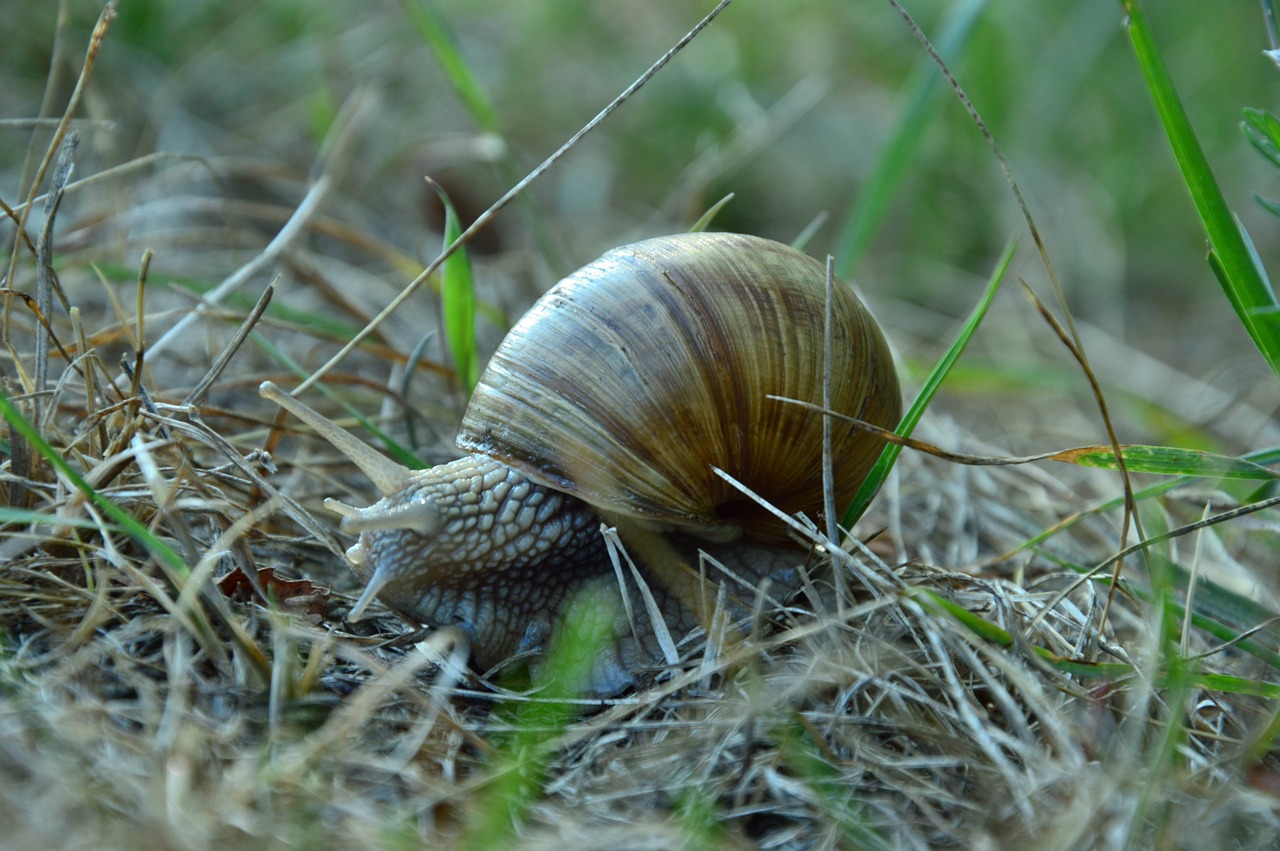 Image - spring snail grass