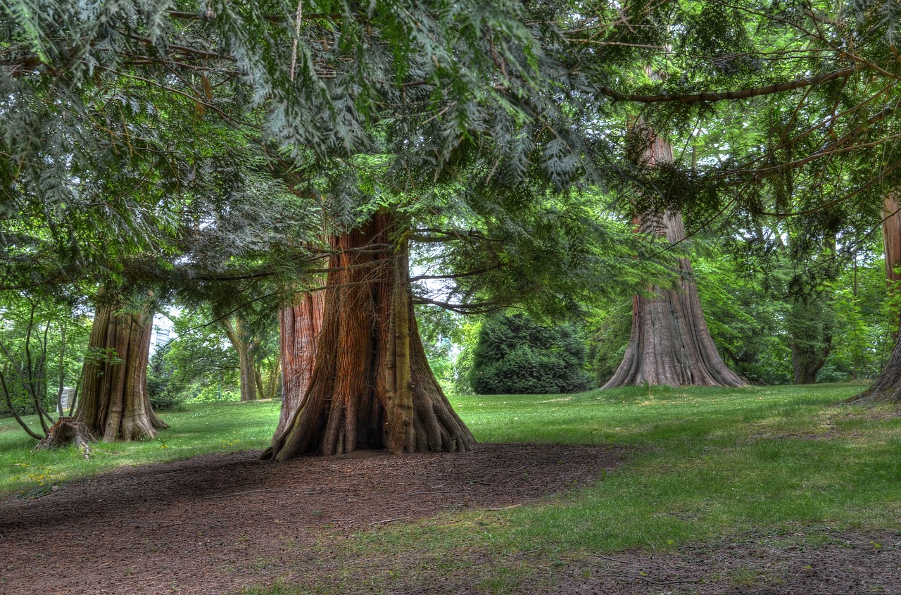Image - tree trail forest path landscape