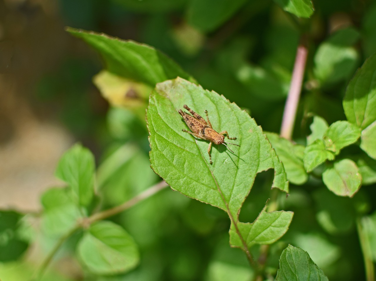 Image - brown grasshopper