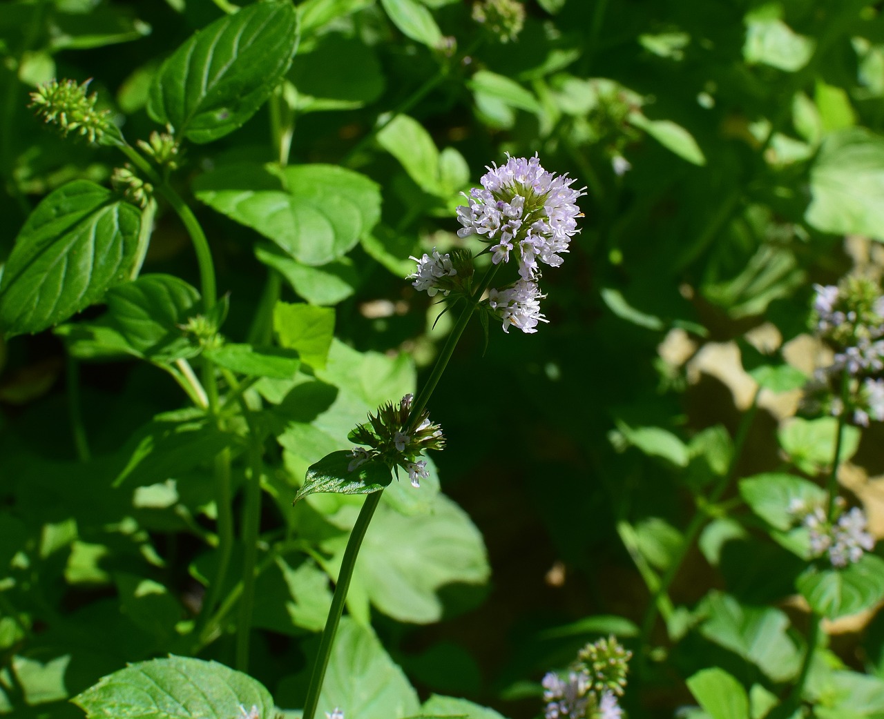 Image - mint flower mint herb fragrant