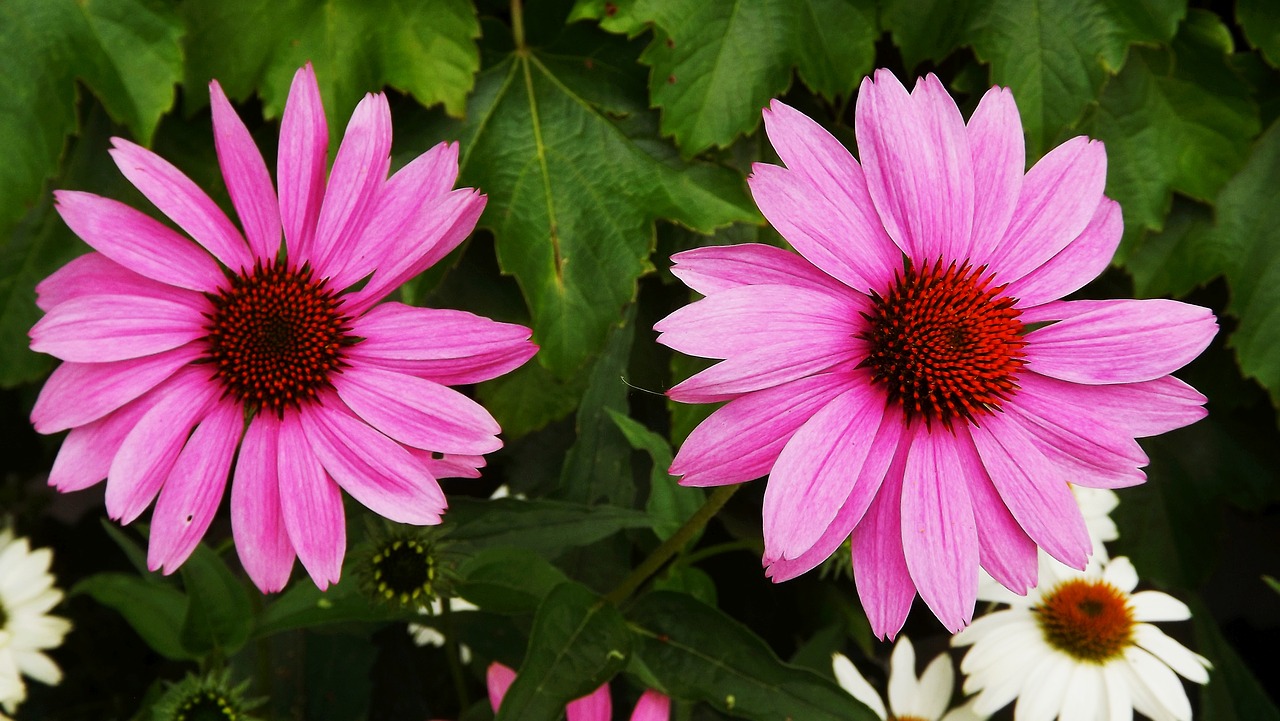 Image - flowers purple coneflower pink