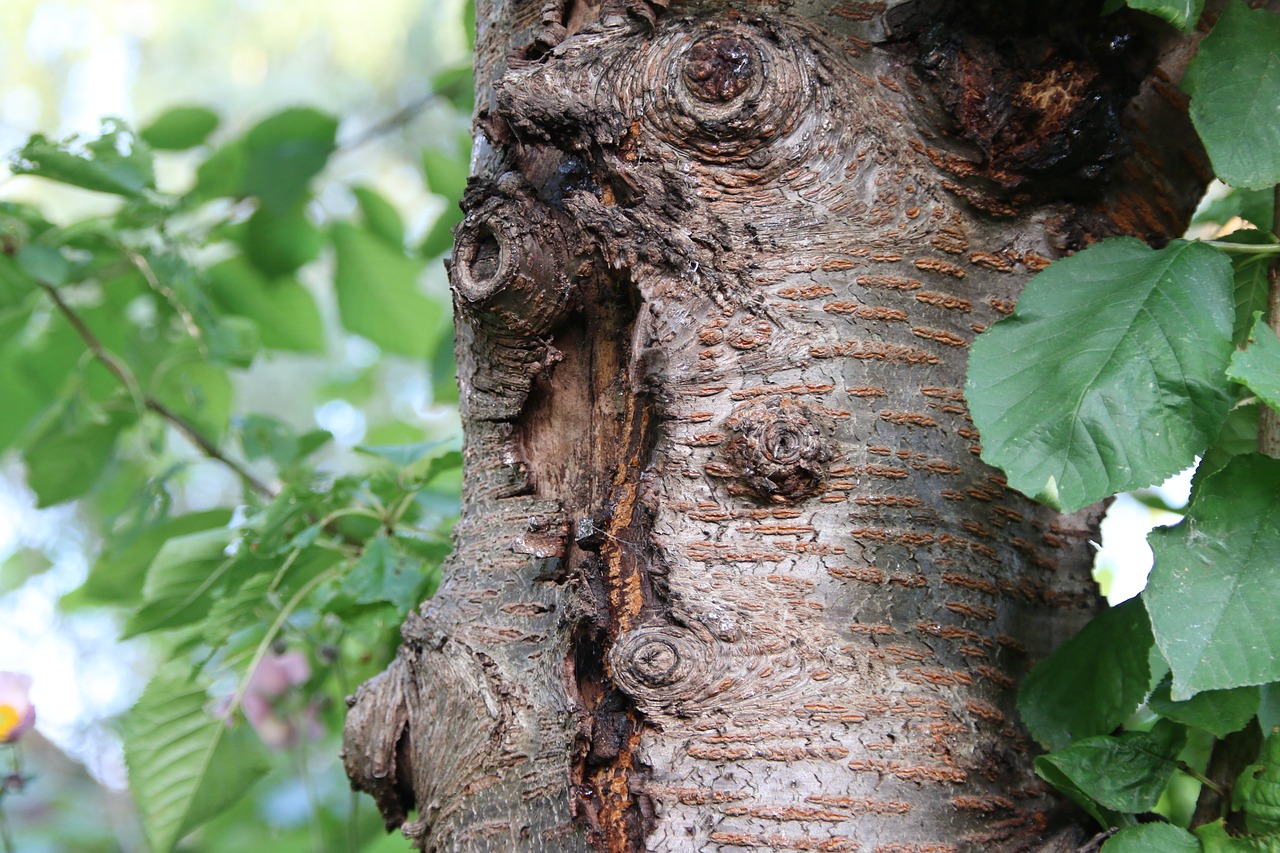 Image - tree bark log cherry