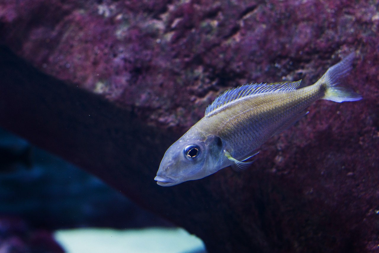 Image - zoo wrocław zoological garden blue