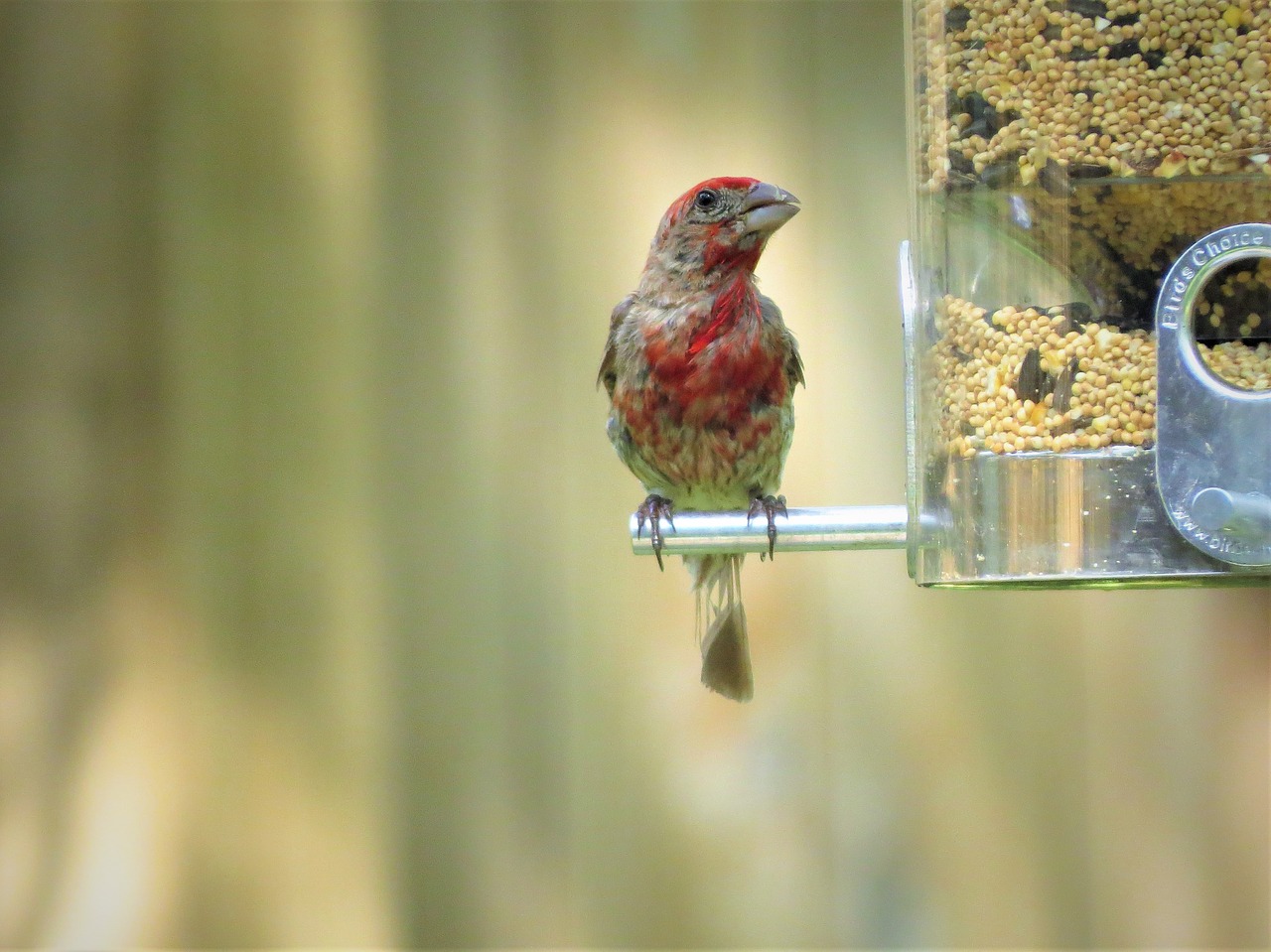 Image - bird young colorful wildlife