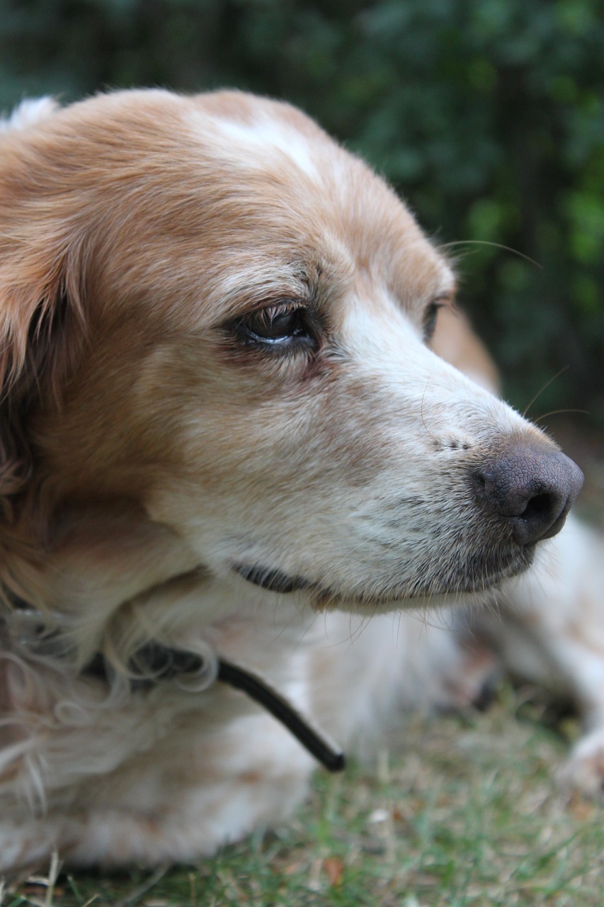 Image - dog head breton pointing dog