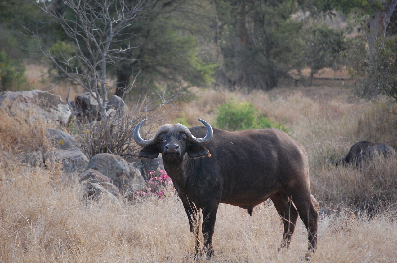 Image - africa buffalo kruger