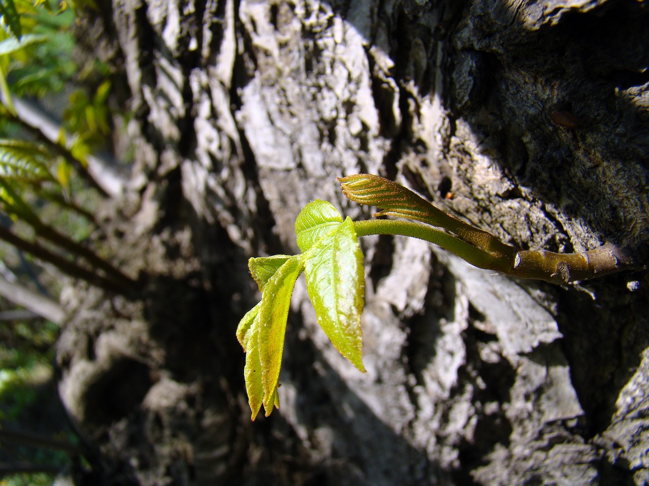 Image - leaf young leaves bud foliage