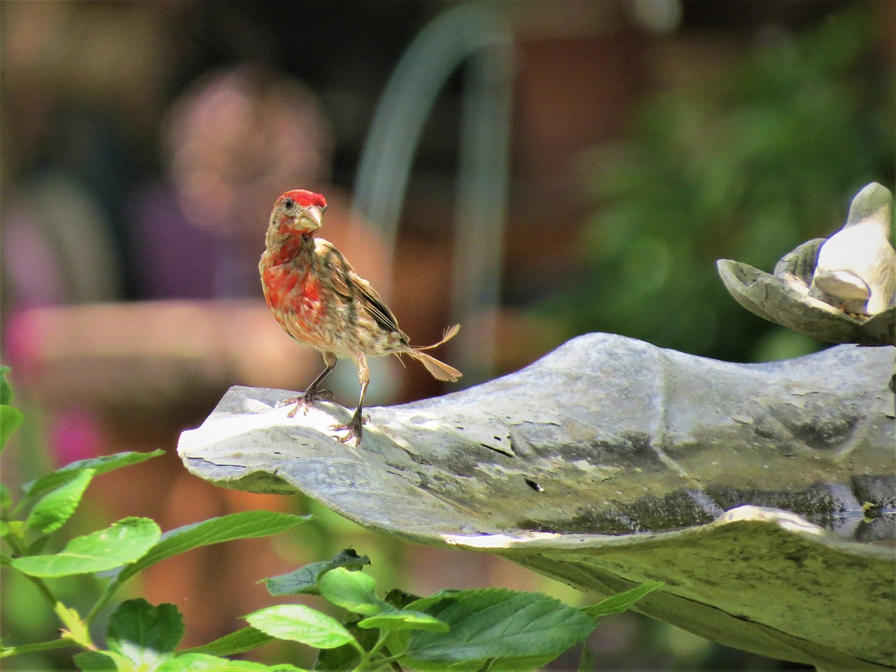 Image - bird young colorful wildlife