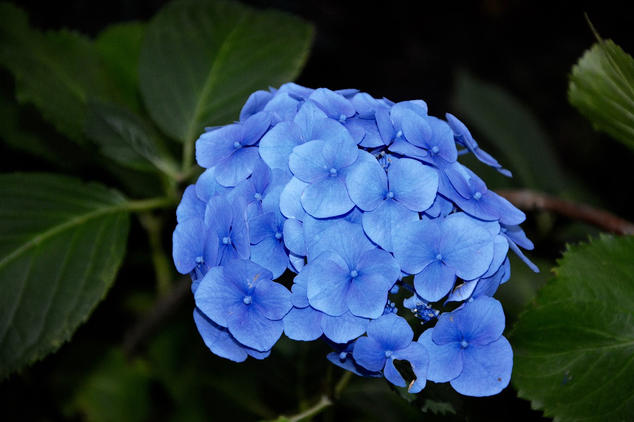 Image - blue flower hydrangea blue brittany