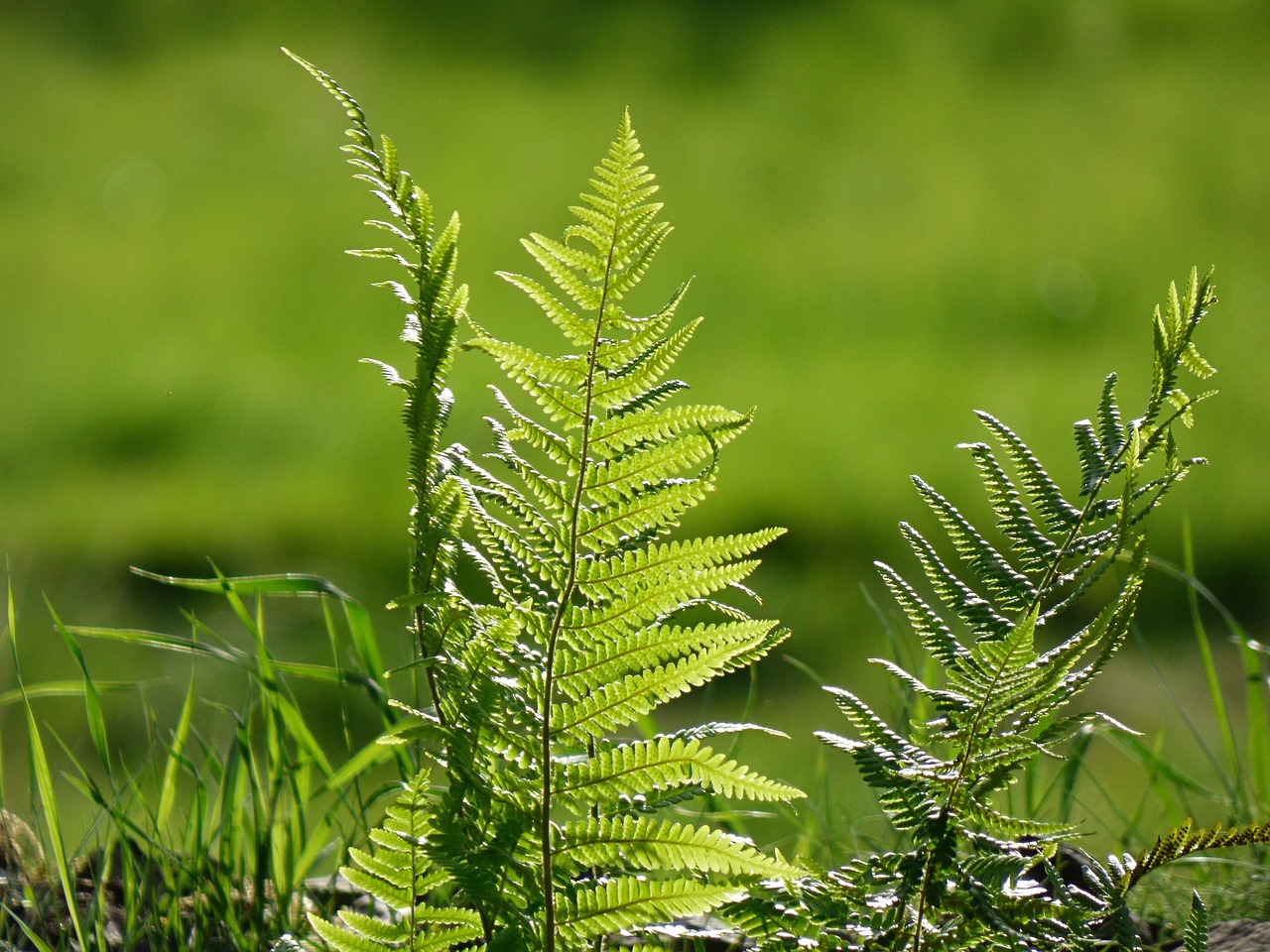 Image - fern nature green leaves plant