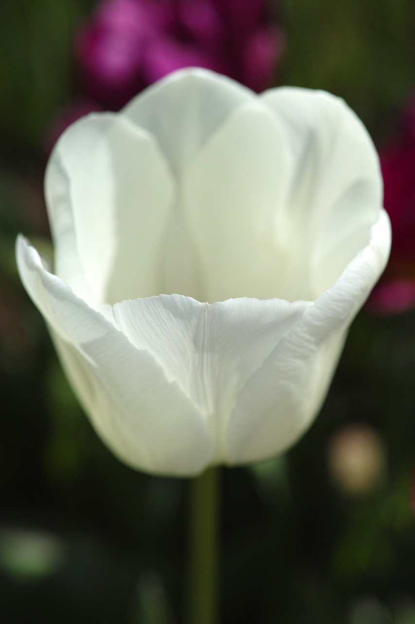 Image - tulips flower flowers macro plant