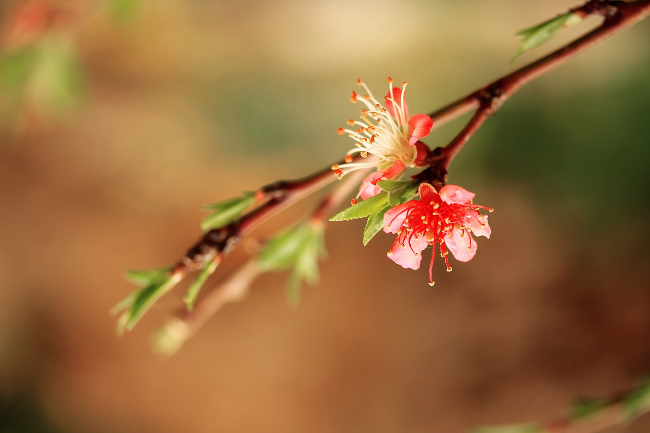 Image - flower branch spring nature tree