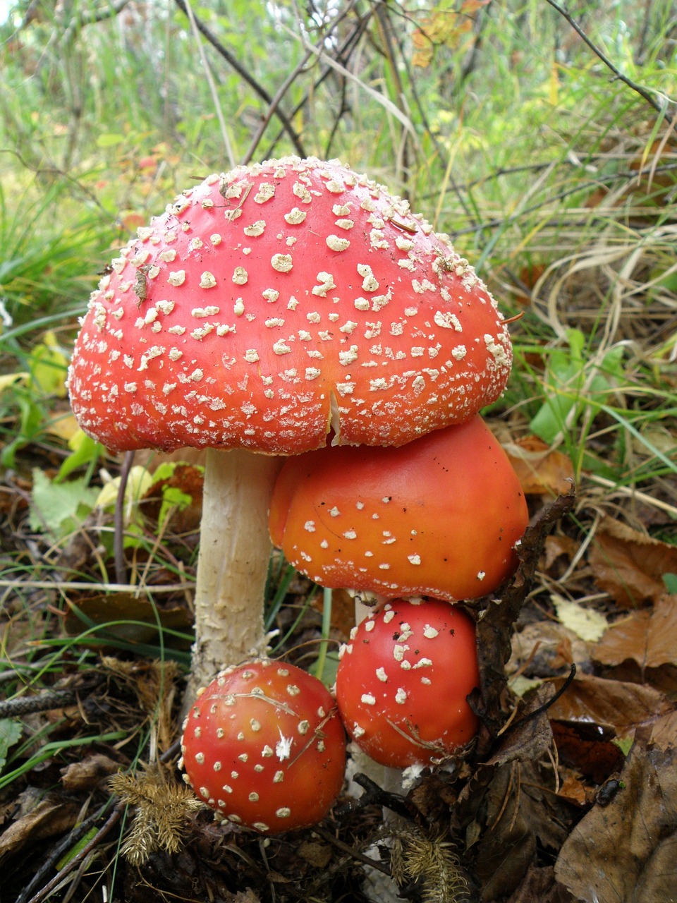 Image - amanita mushrooms family