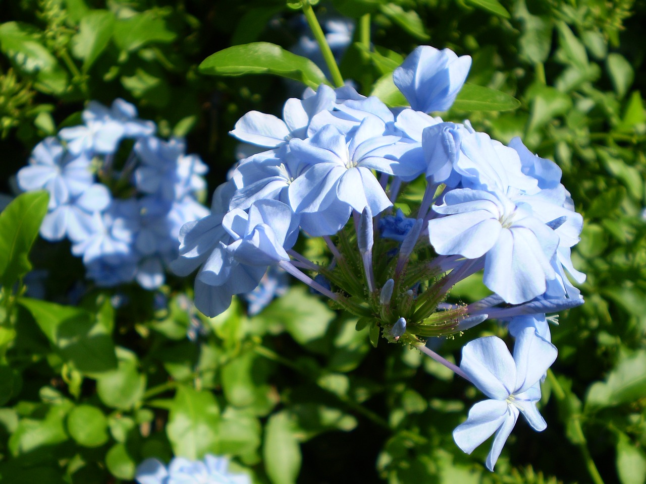 Image - flowers celestial jasmine sky