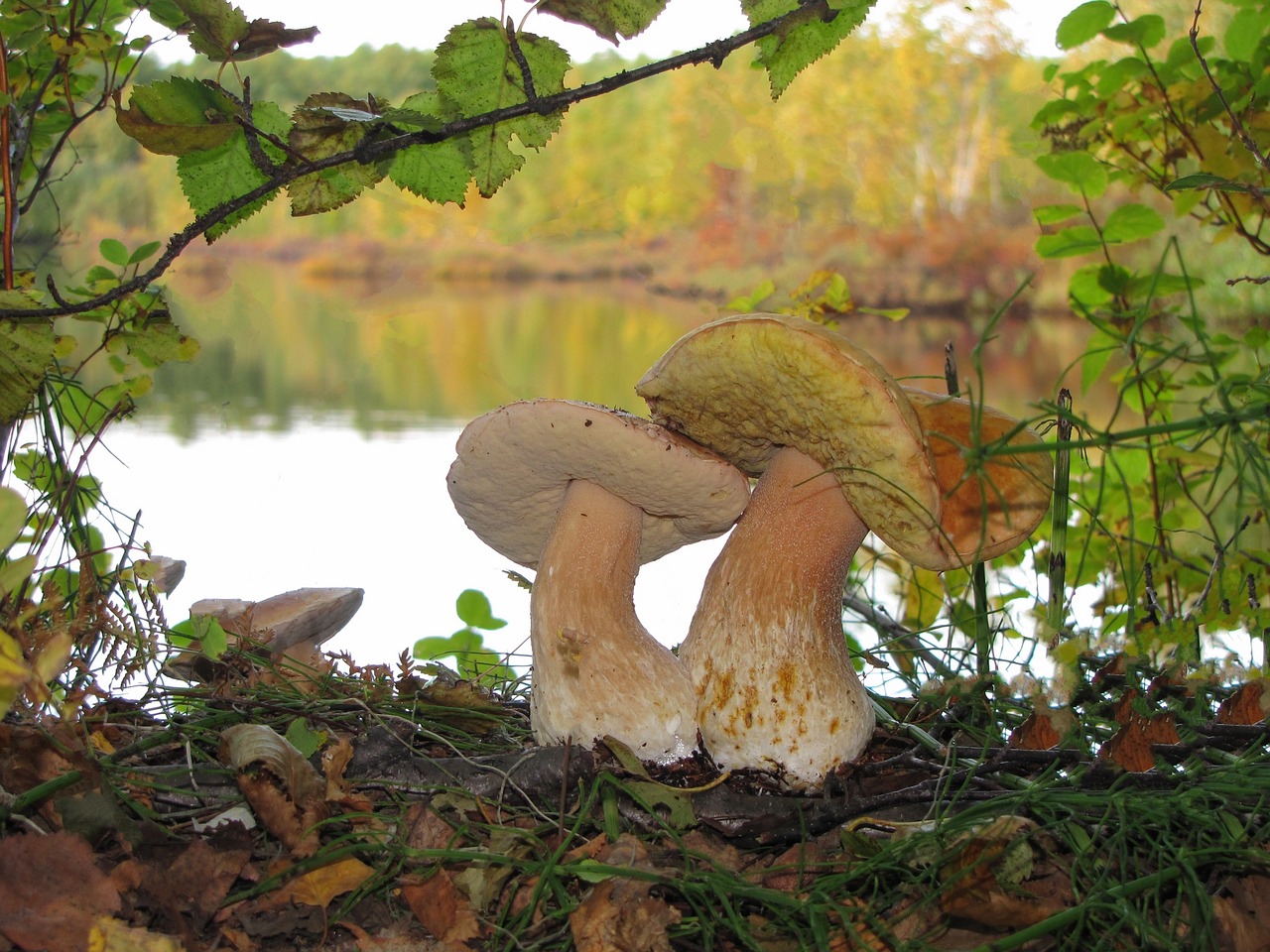 Image - white mushrooms brothers moss