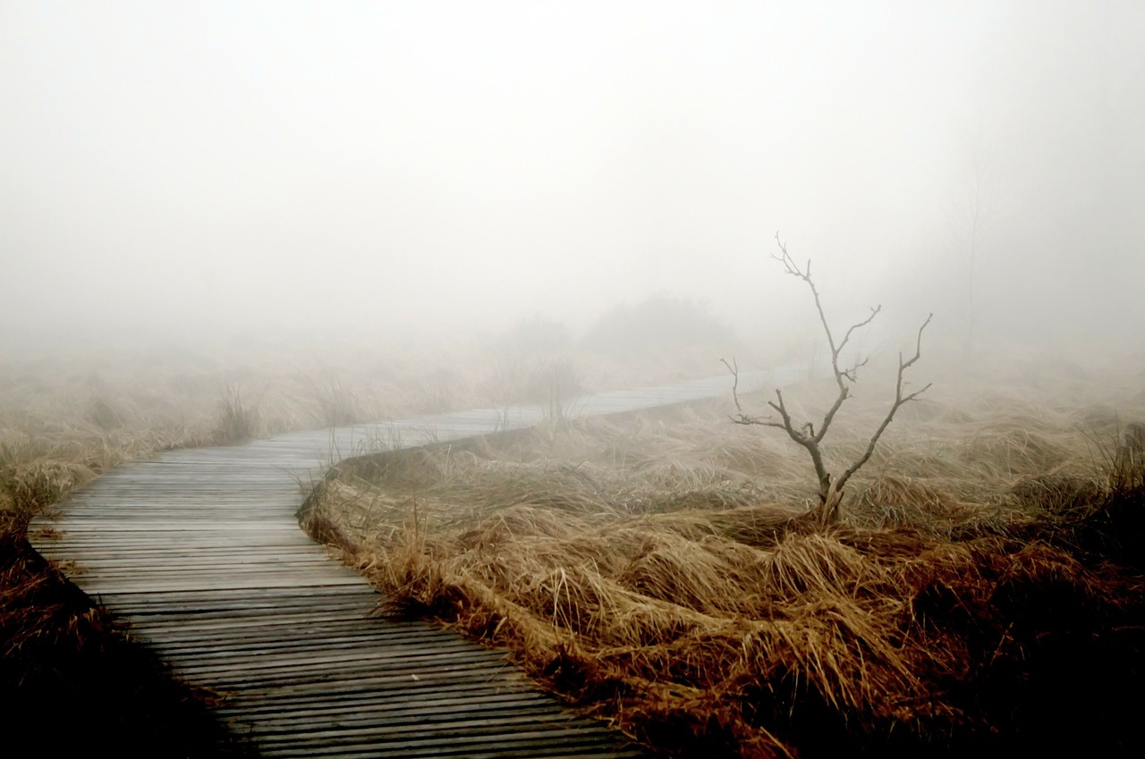 Image - fog autumn nature plant meadow