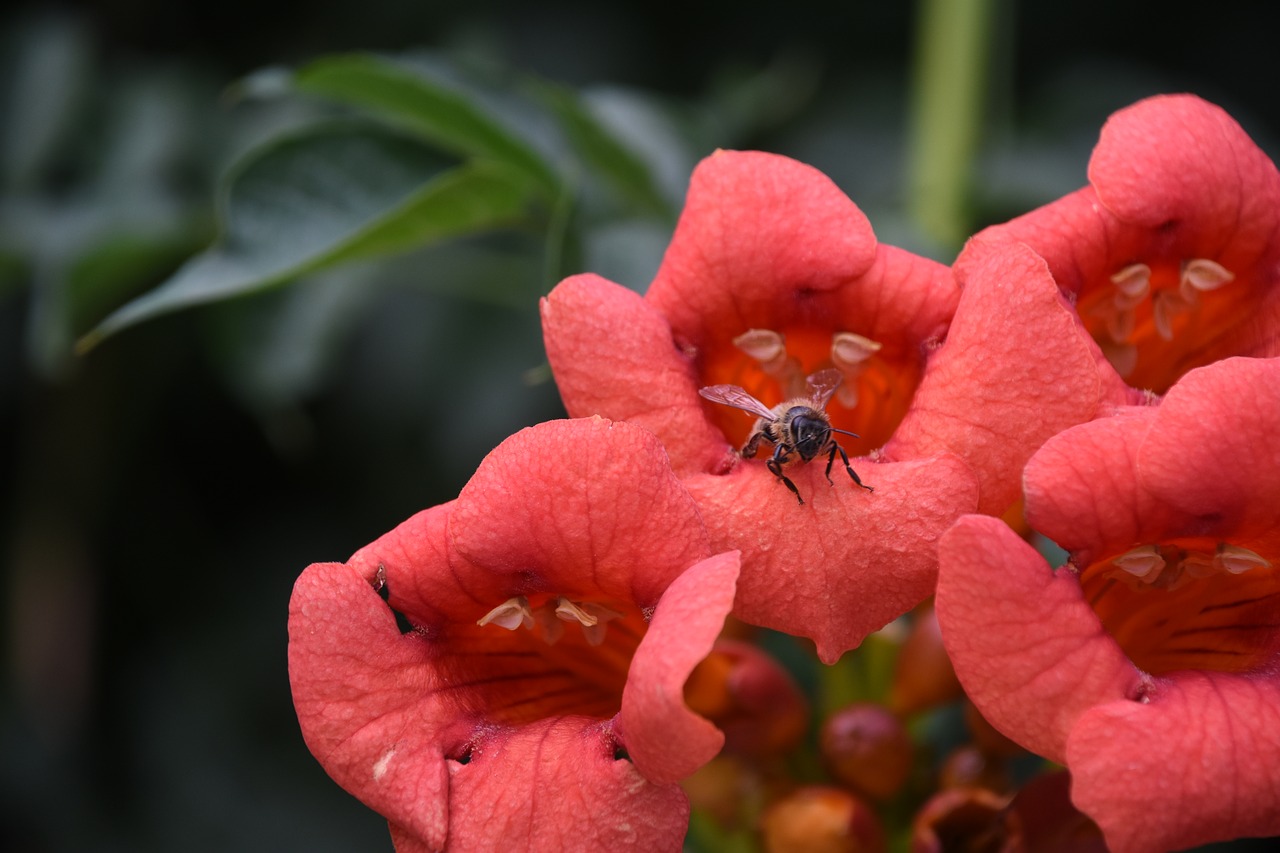 Image - bee ling xiao close up flowers