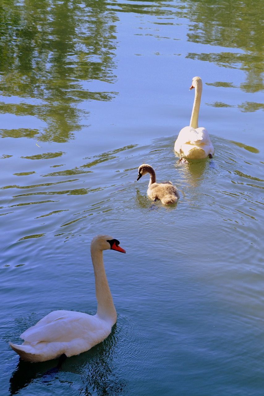 Image - swan family lake puppy water swim