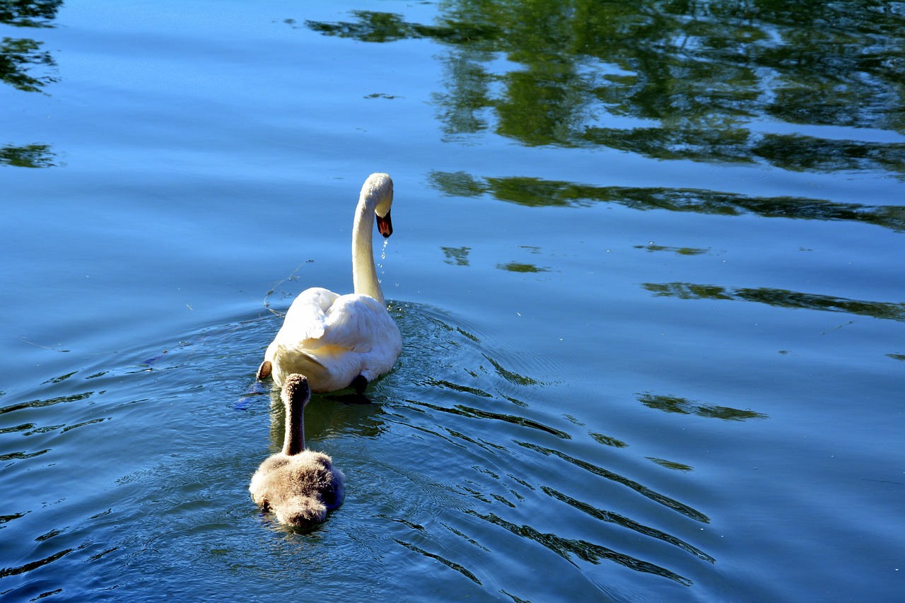 Image - swan family lake puppy water swim