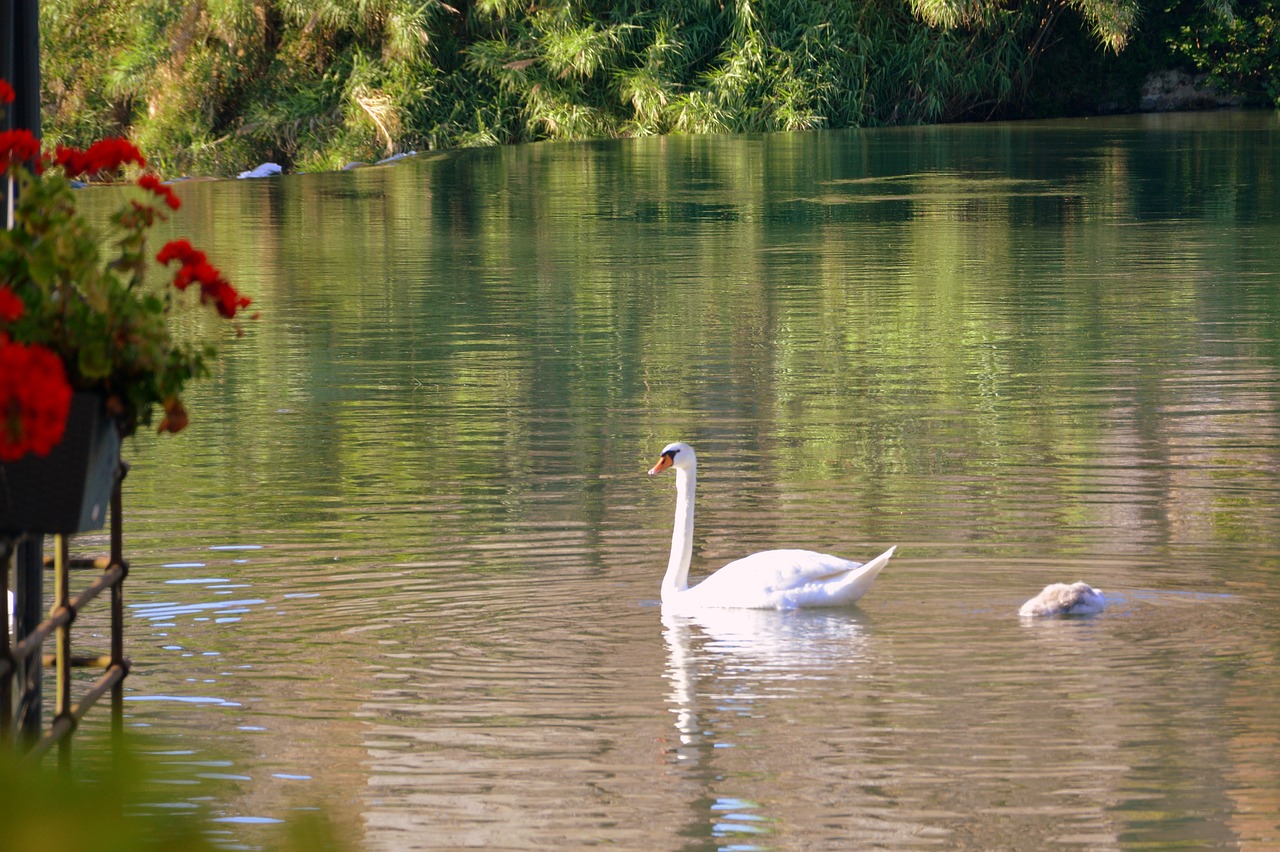 Image - swan family lake puppy water swim