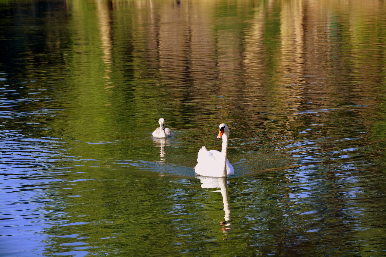 Image - swan mom puppy lake