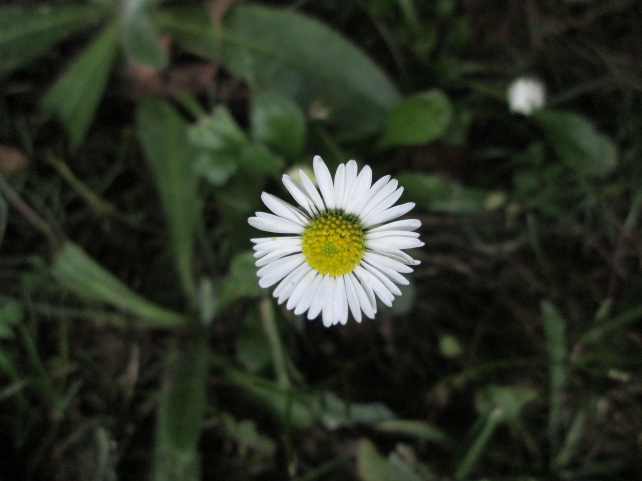 Image - garden bellis green in the lawn