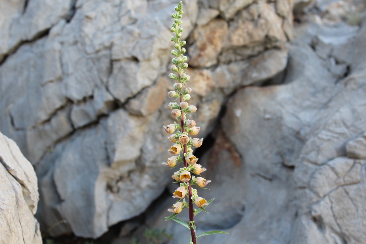 Image - endemic species taurus mountains