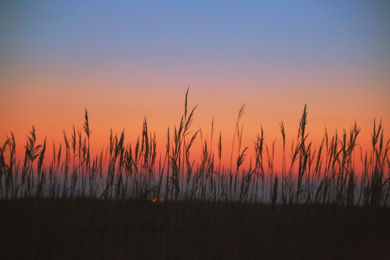 Image - reed reeds glow