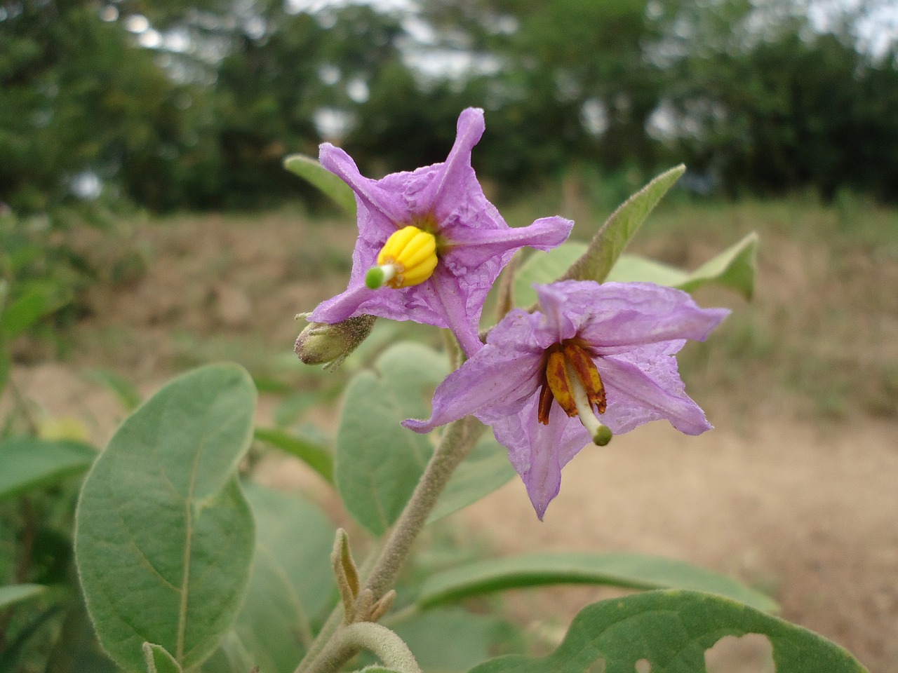 Image - africa kenya nature plant flora