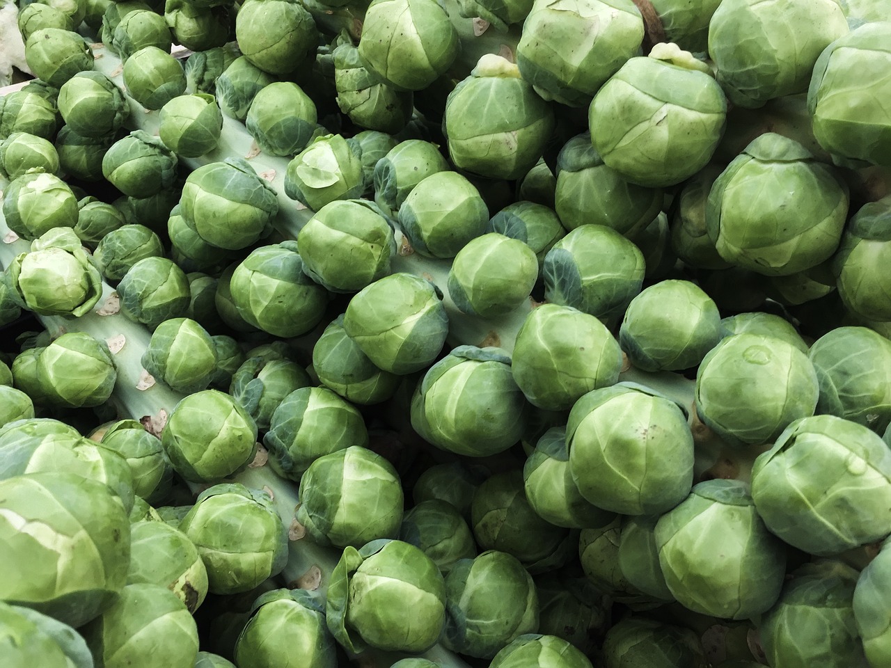 Image - sprouts vegetable food healthy