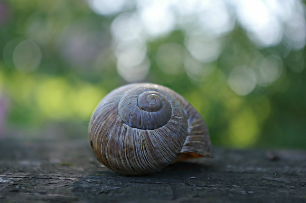 Image - shell snail dreamy light garden