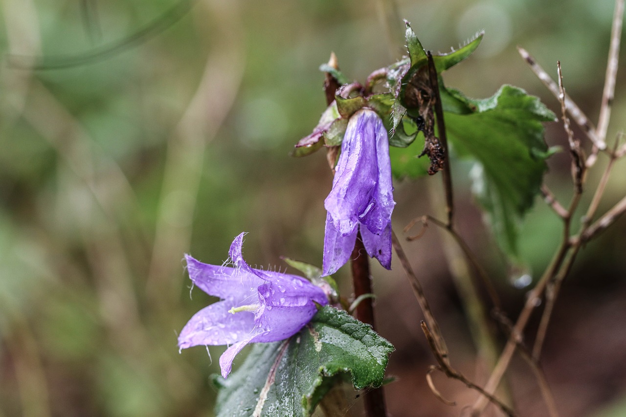 Image - bluebell plant rain drop