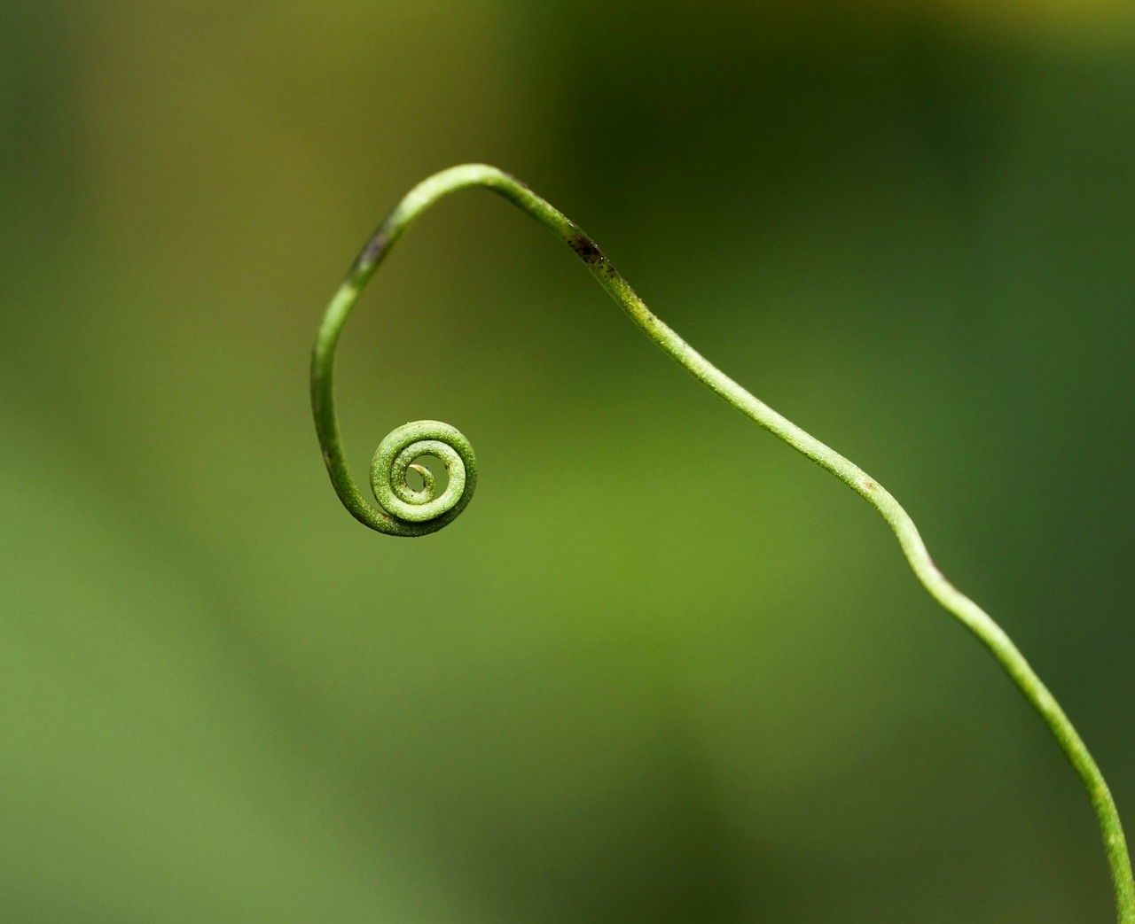 Image - plant green forest nature