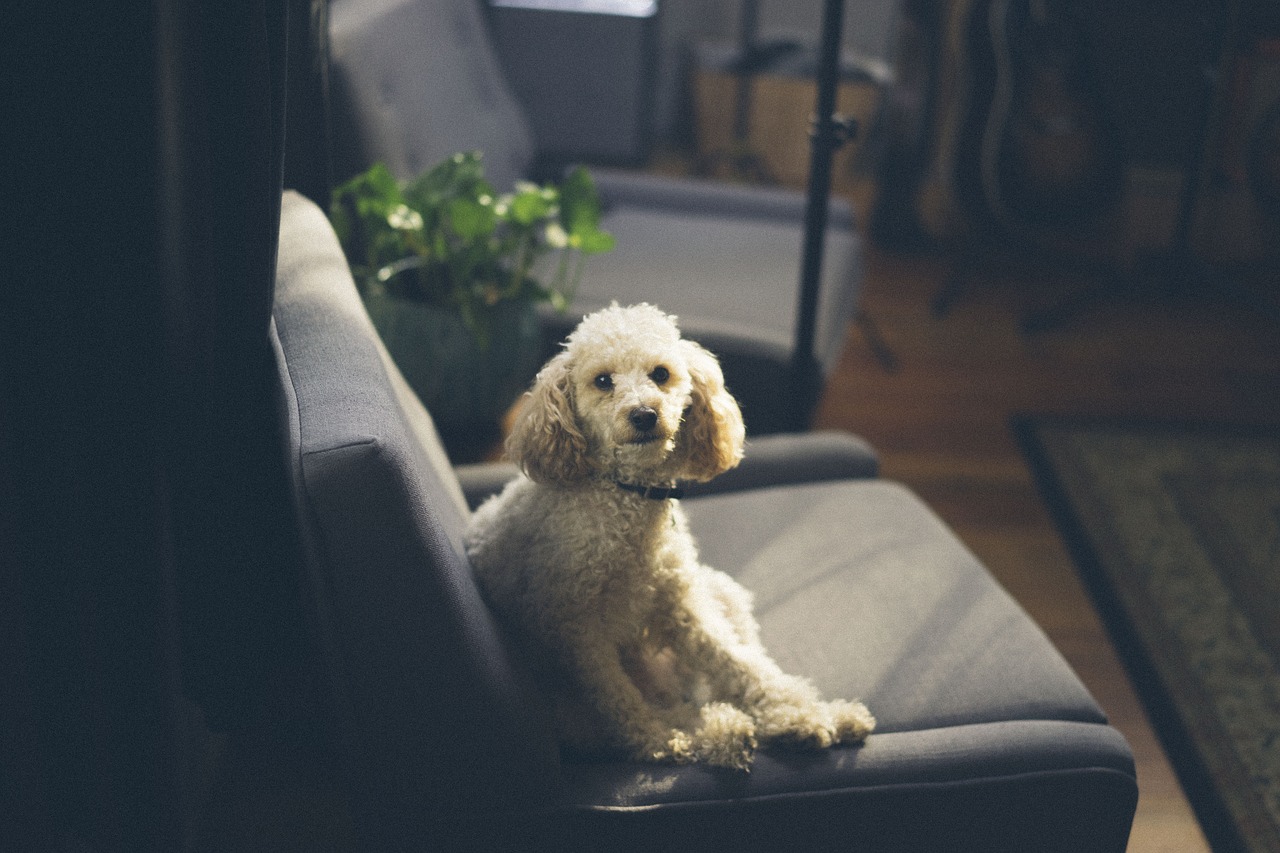 Image - dog puppy animal pet couch sofa