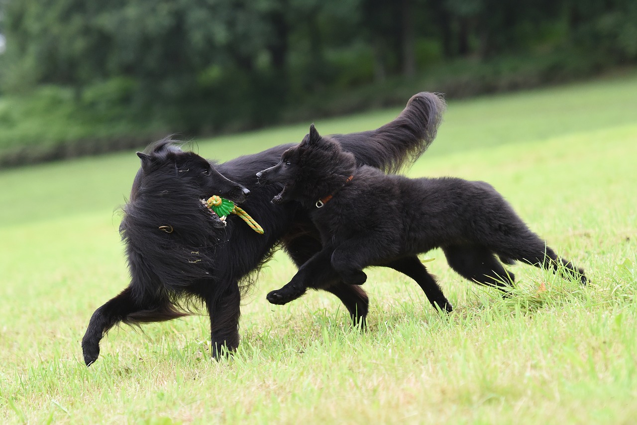 Image - playing dogs belgian shepherd dog