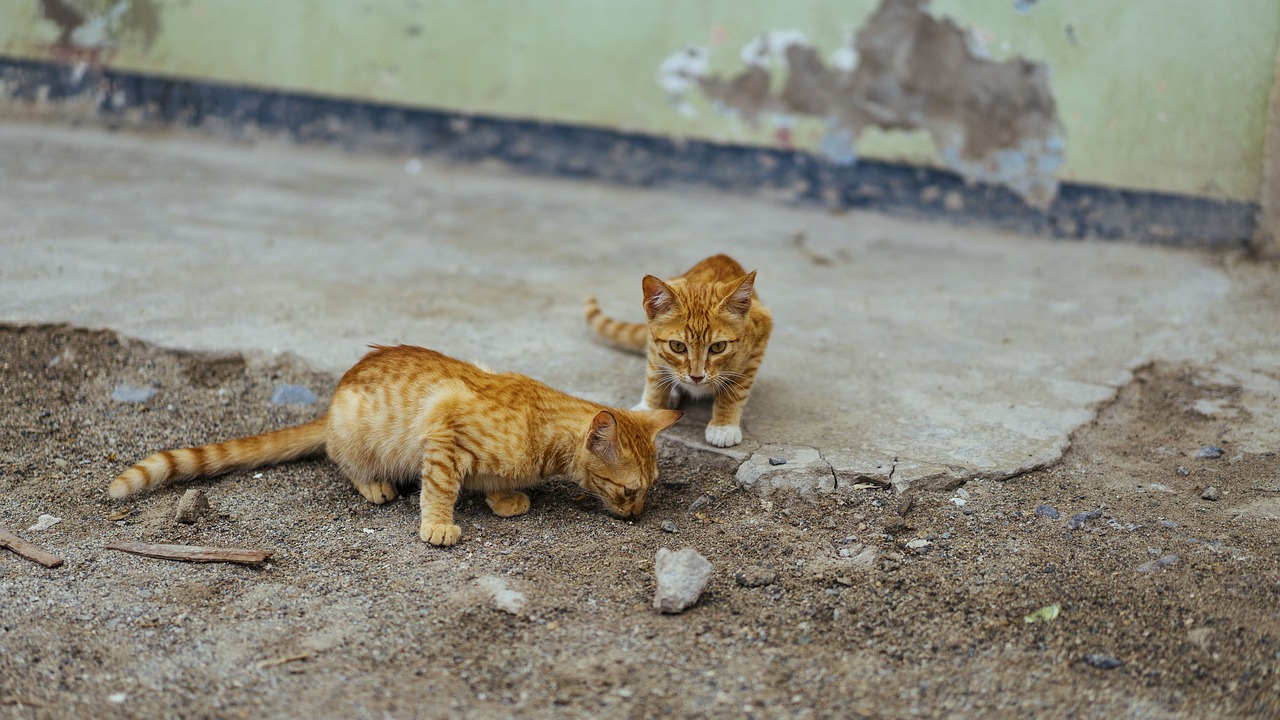 Image - cat pet animal blur outside