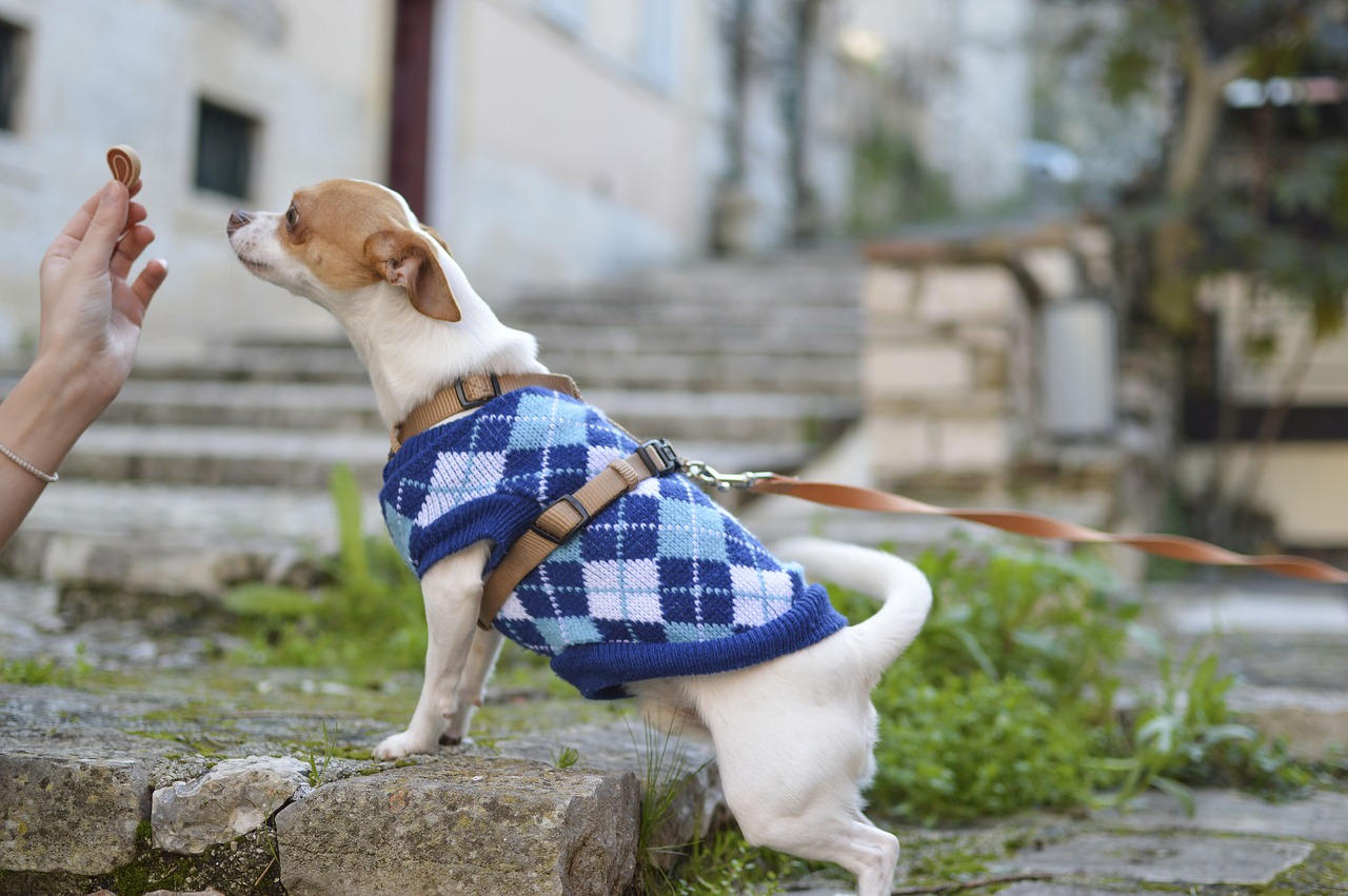 Image - dog puppy animal cute pet clothes